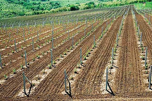 Посадка винограду навесні в грунт живцями і саджанцями Посадка винограду навесні в грунт живцями і саджанцями