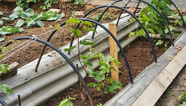 Посадка винограду навесні в грунт живцями і саджанцями Посадка винограду навесні в грунт живцями і саджанцями