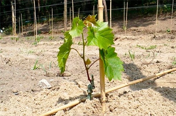 Посадка винограду навесні в грунт живцями і саджанцями Посадка винограду навесні в грунт живцями і саджанцями