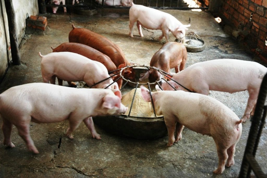 Премікси для свиней: види, склад, відгуки
