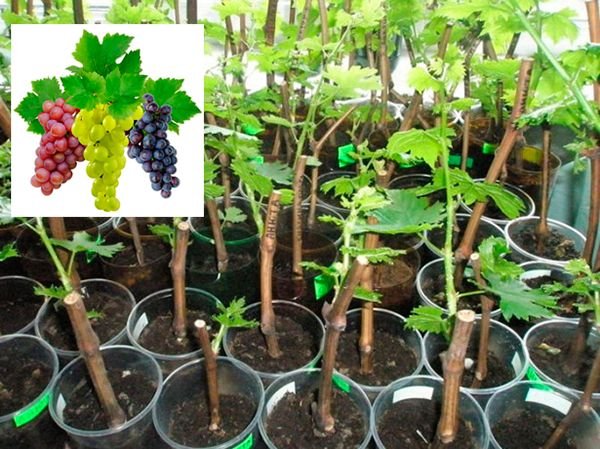 Пророщування живців винограду в домашніх умовах