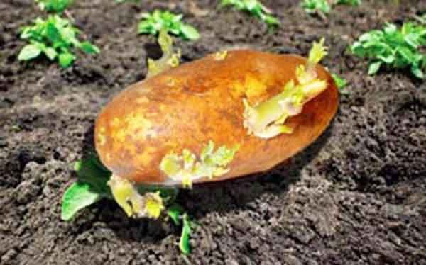 Пророщування картоплі перед посадкою – кращі способи