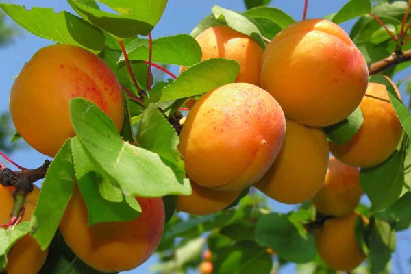 Ранні сорти абрикоса: опис сортів, фото і характеристики