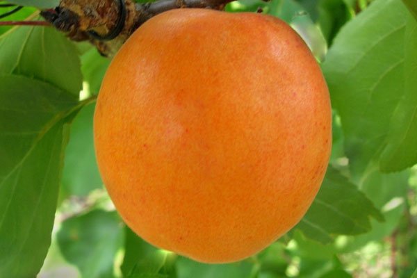 Ранні сорти абрикоса: опис сортів, фото і характеристики