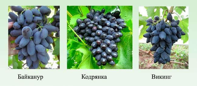 Ранні сорти винограду: опис зелених, синіх та рожевих сортів