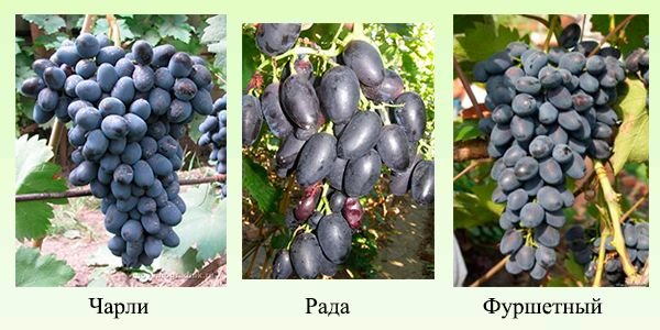 Ранні сорти винограду: опис зелених, синіх та рожевих сортів