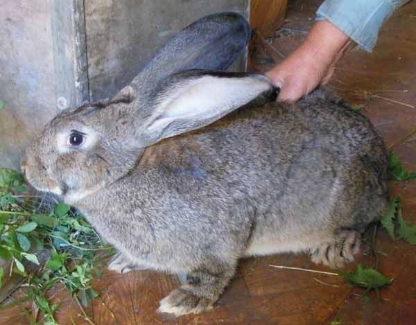 Розведення кроликів в домашніх умовах