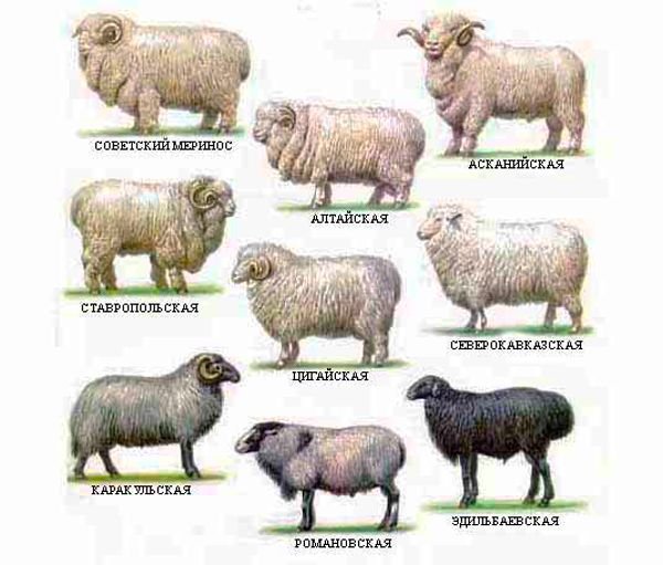 Розведення овець в домашніх умовах: породи, утримання та догляд
