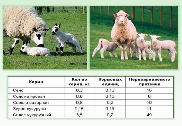 Розведення овець в домашніх умовах: породи, утримання та догляд