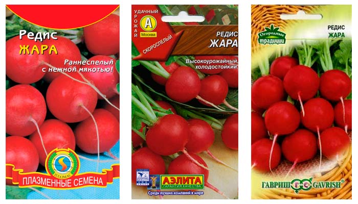 Редис Жара Описание Сорта Фото