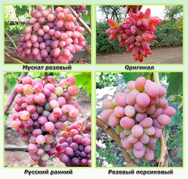 Рожеві сорти винограду з описом і фото
