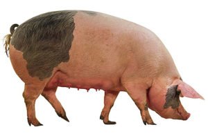 Сальні породи свиней: опис, фото, характеристики