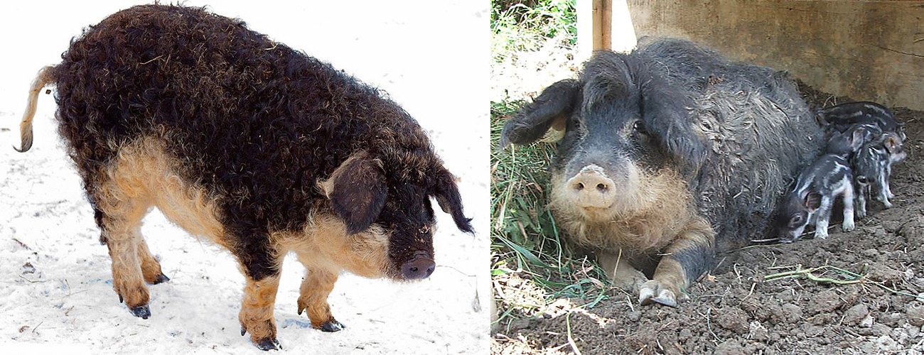 Сальні породи свиней: опис, фото, характеристики