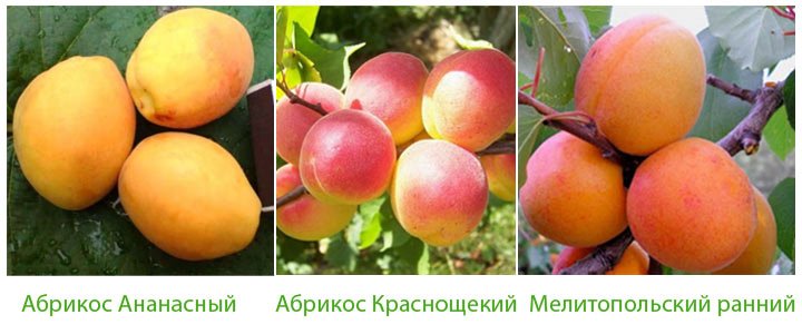 Самоплідні сорти абрикоса з описом і фото