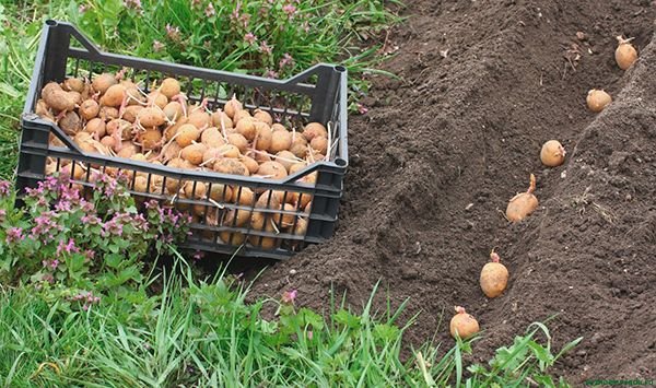 Насіннєву картоплю: як вибрати і підготувати до посадки