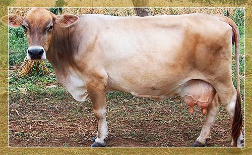 Швіцька порода корів: характеристики і опис породи, фото