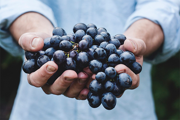 Сині сорти винограду: фото та опис сортів
