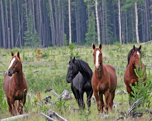 Скільки років живуть коні в домашніх умовах і в природі