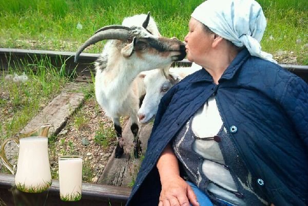 Скільки в добу коза дає молока і що впливає на удій
