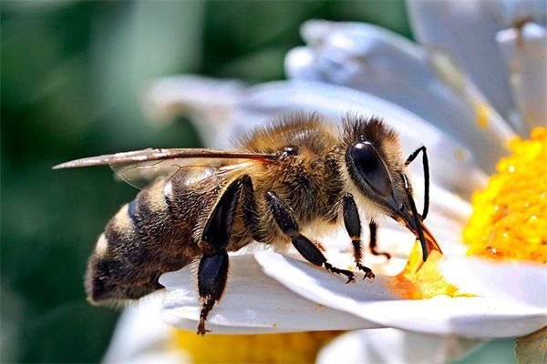 Скільки живе робоча бджола, трутень і матка влітку і взимку