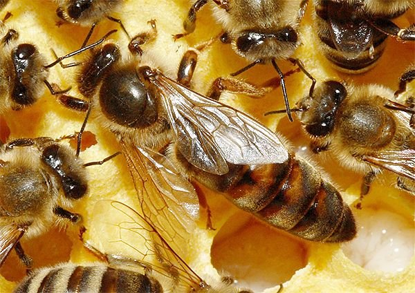 Скільки живе робоча бджола, трутень і матка влітку і взимку