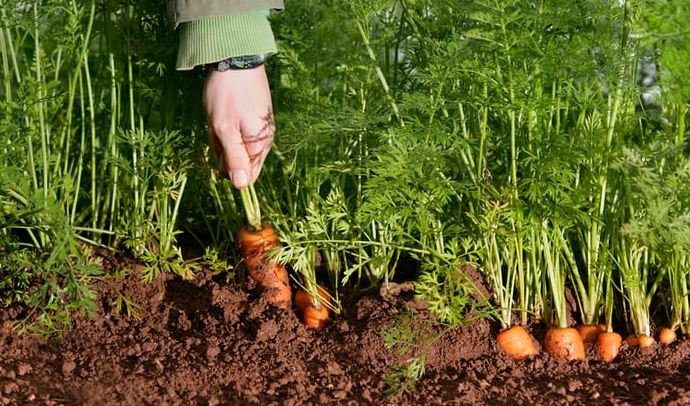 Солодкі сорти моркви з описом: фото та відео