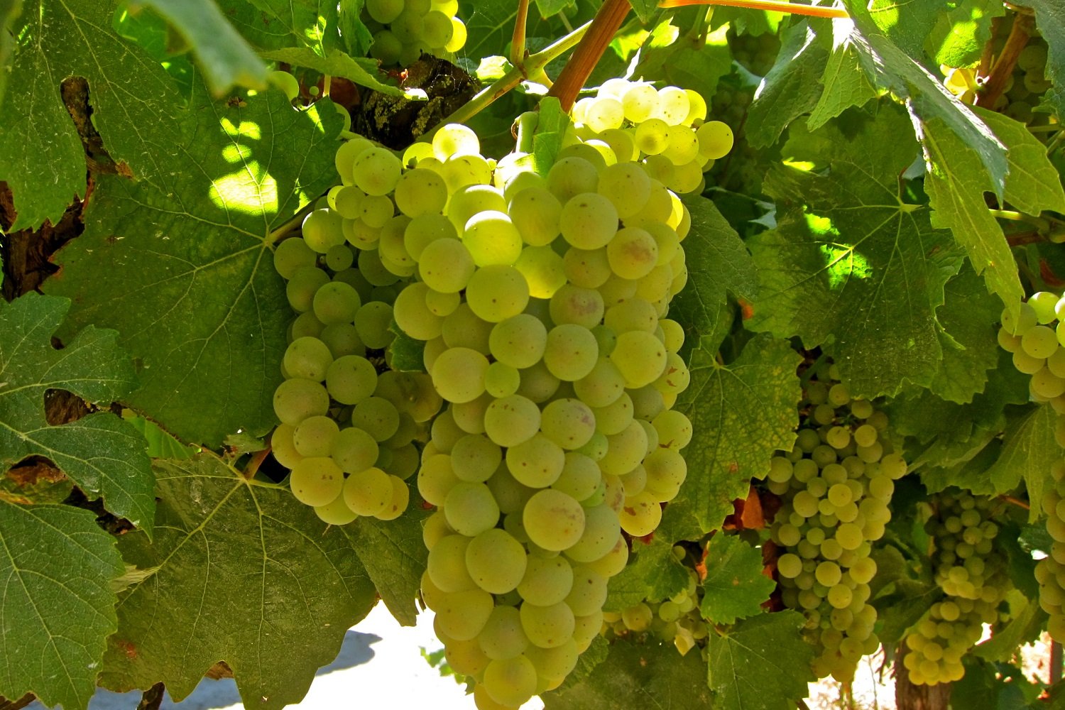 Сорти білого винограду з описом і фото