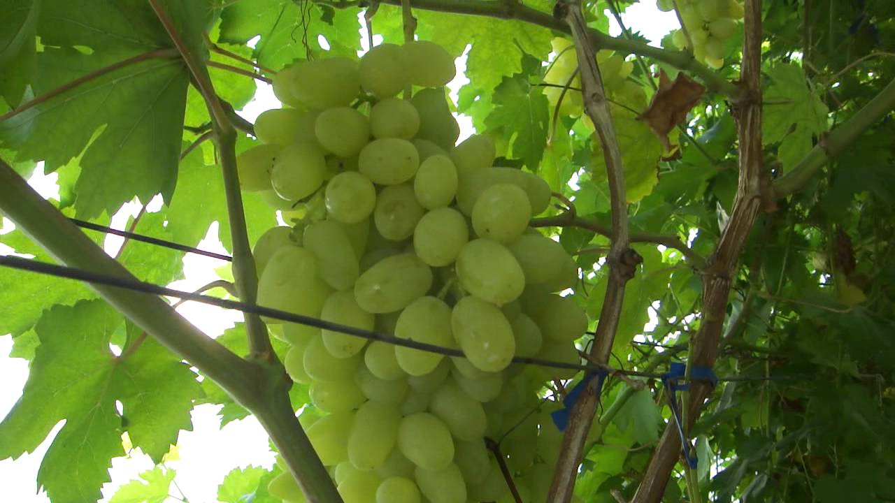 Сорти білого винограду з описом і фото