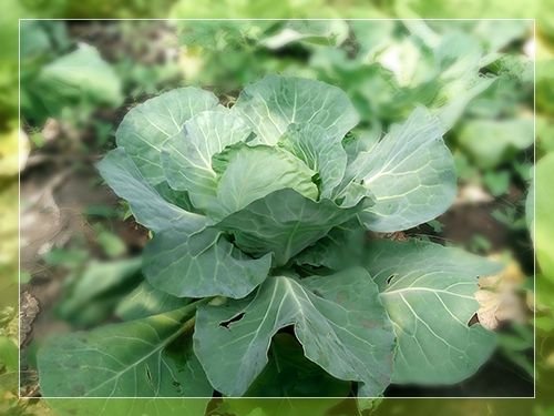 Сорти білокачанної капусти: опис, характеристики і врожайність