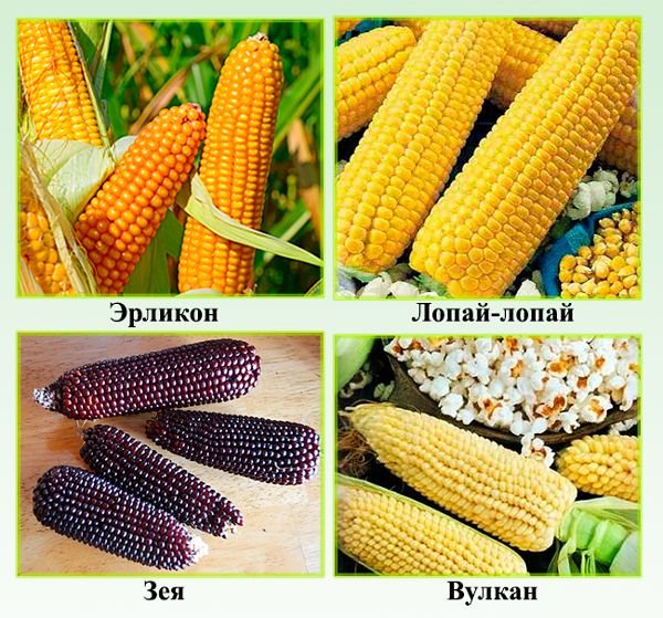 Сорти кукурудзи: опис солодких сортів, для попкорну, кольорові