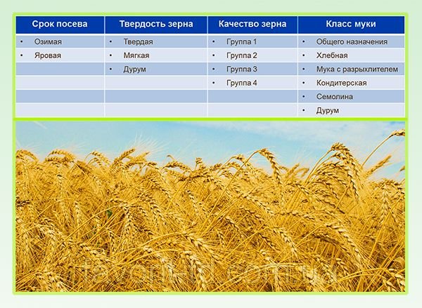 Сорти озимої пшениці: опис і характеристики сортів