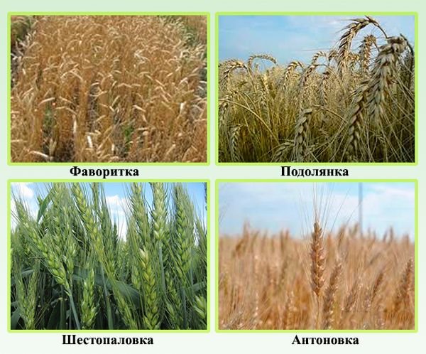 Сорти озимої пшениці: опис і характеристики сортів