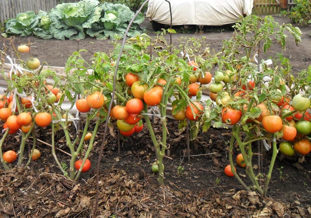 Сорти томатів для відкритого грунту з описом і фото