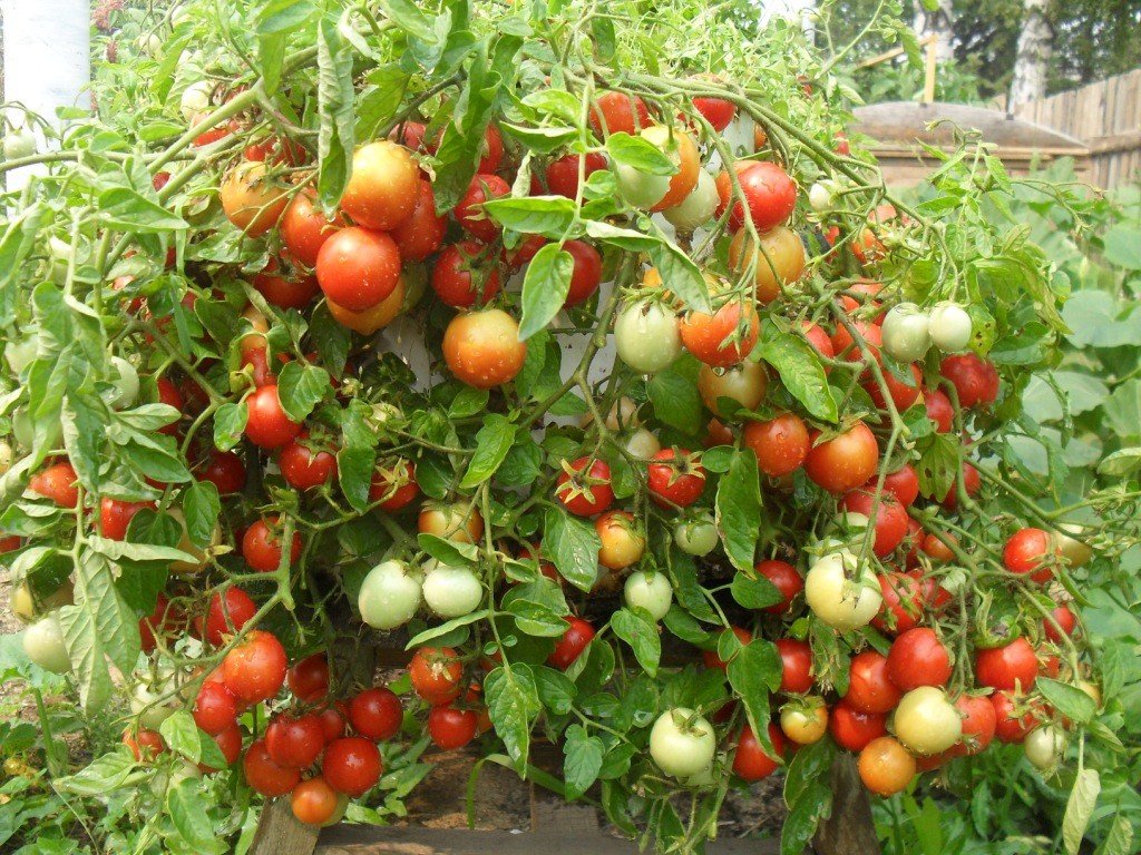 Сорти томатів для відкритого грунту з описом і фото