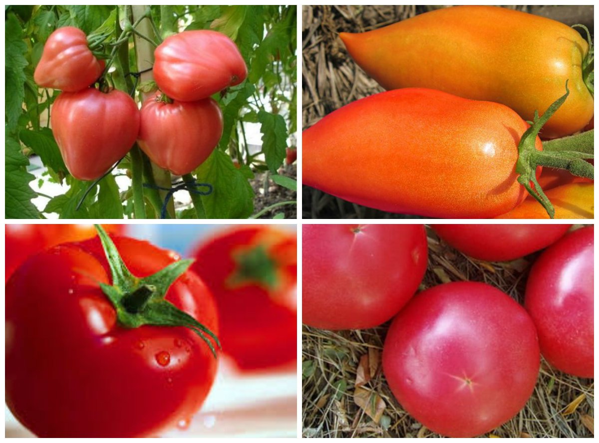 Сорти томатів для Підмосковя для теплиць і відкритого грунту