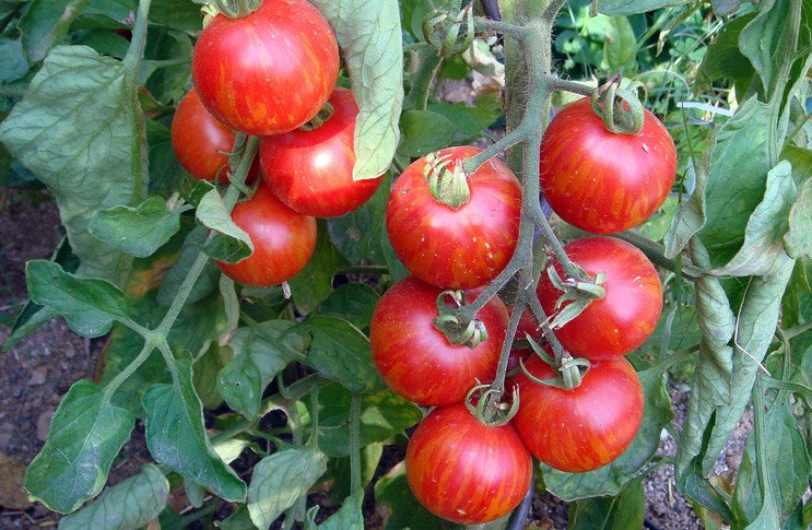 Сорти томатів для Підмосковя для теплиць і відкритого грунту