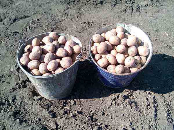 Способи посадки картоплі – основні і нові методи