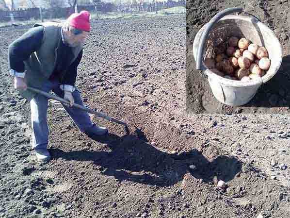 Способи посадки картоплі – основні і нові методи