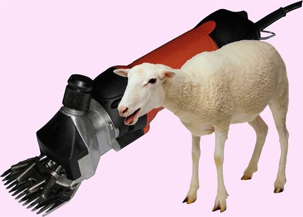 Стрижка овець: як і чим стригти, як зберегти шерсть