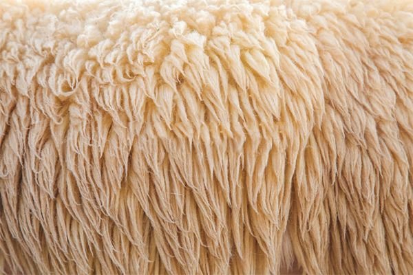 Стрижка овець: як і чим стригти, як зберегти шерсть