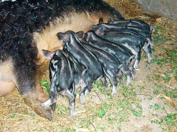 Свині породи Мангал: опис породи, утримання та догляд