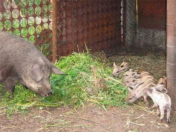 Свині породи Мангал: опис породи, утримання та догляд