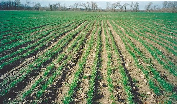 Технологія вирощування озимої пшениці: коли і як сіяти