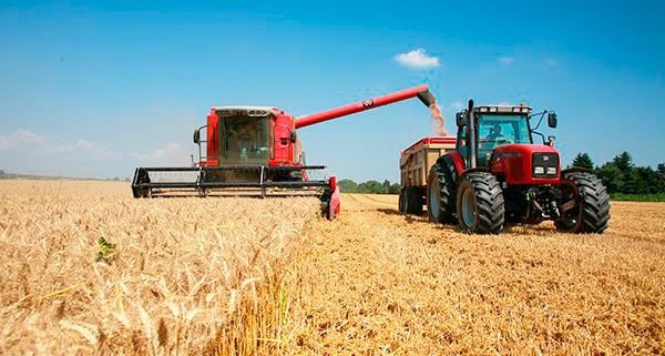 Технологія вирощування озимої пшениці: коли і як сіяти