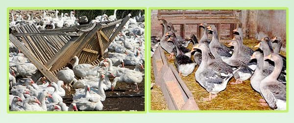 Уральські гуси: опис породи, характеристика, утримання та догляд