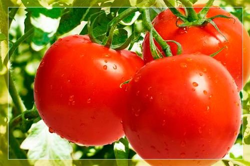 Урожайні сорти томатів для відкритого грунту і теплиць