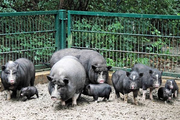 Вєтнамська вислобрюха свиня – розведення та утримання