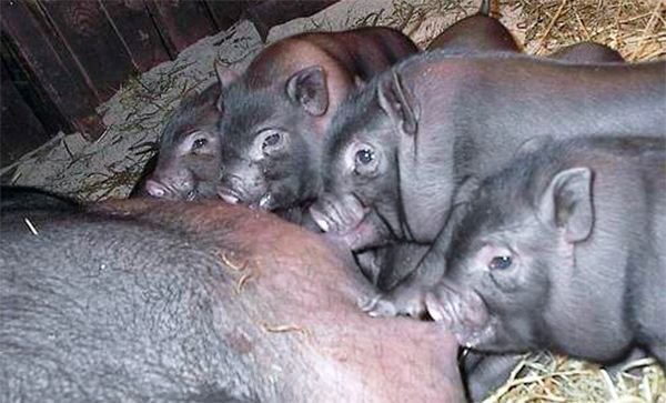 Вєтнамська вислобрюха свиня – розведення та утримання