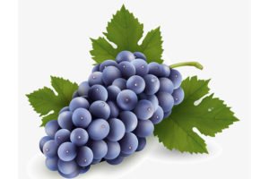 Виноград Ізабелла: опис сорти, вирощування, відгуки
