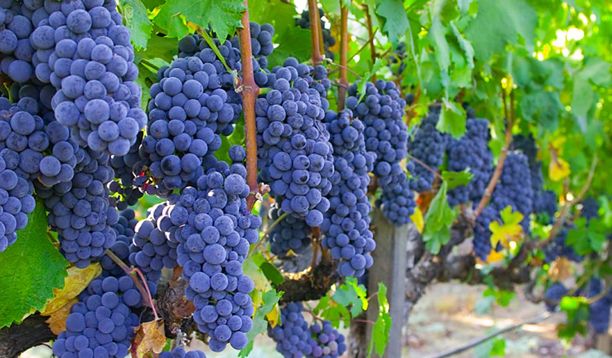 Виноград Ізабелла: опис сорти, вирощування, відгуки